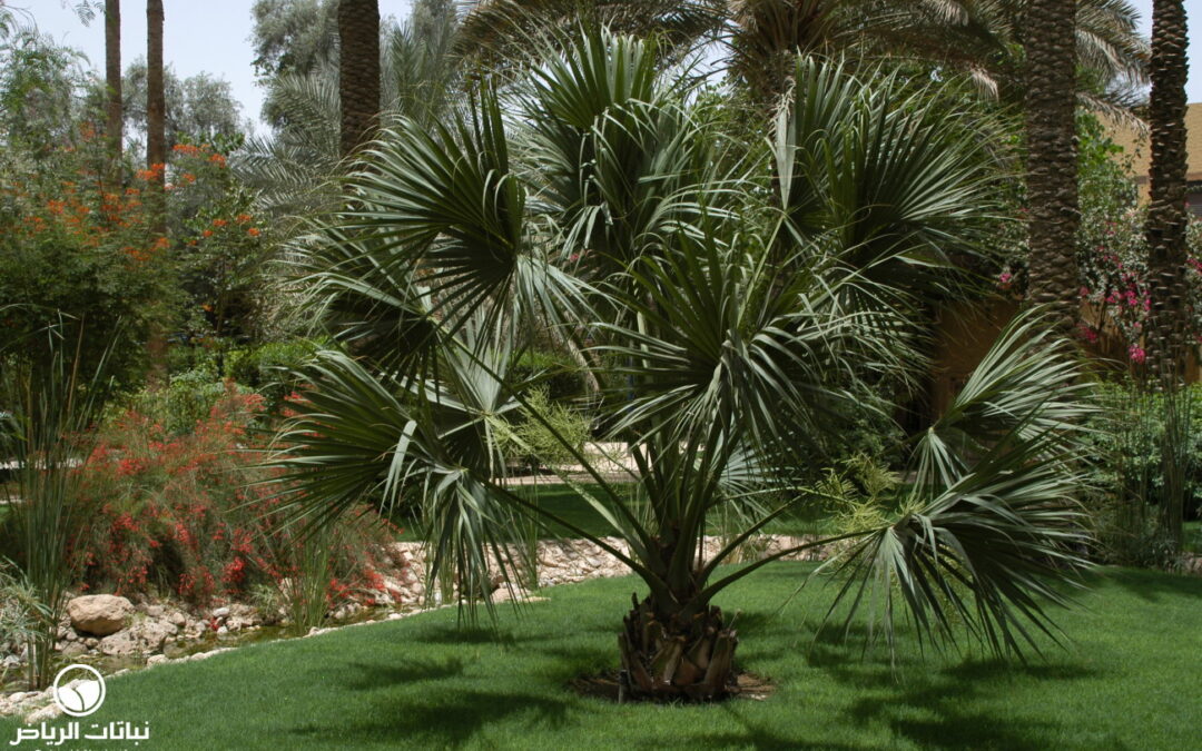 نخيل البلميط