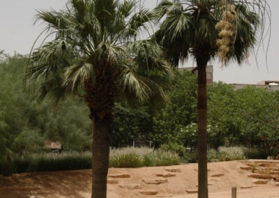 washingtonia-filifera-left02