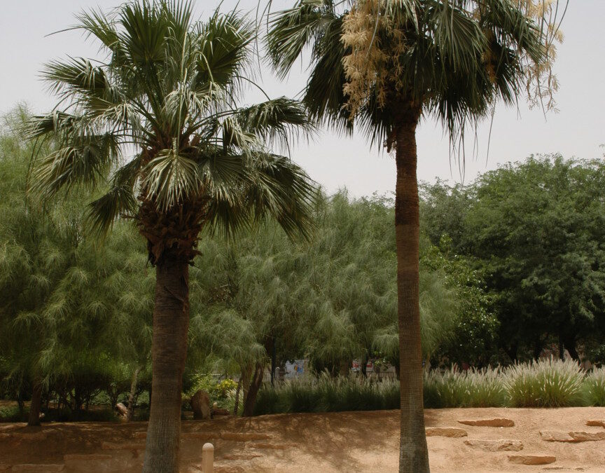 نخيل واشنطونيا