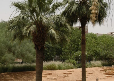 washingtonia-robusta-right-05