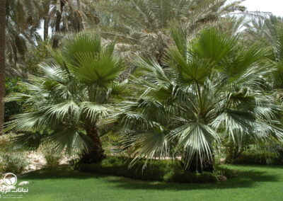 washingtonia-robusta07
