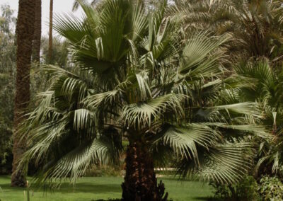 washingtonia-robusta08