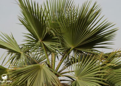 washingtonia-robusta09