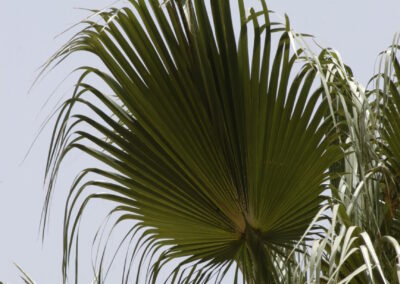 washingtonia-robusta12