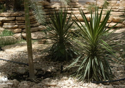 yucca-aloifolia-variegata03