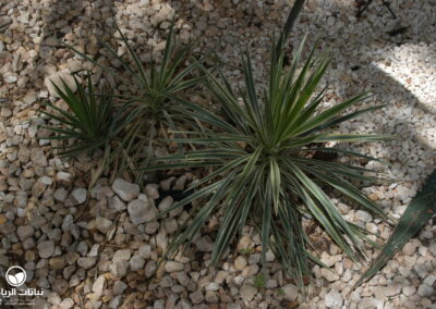 yucca-aloifolia-variegata05
