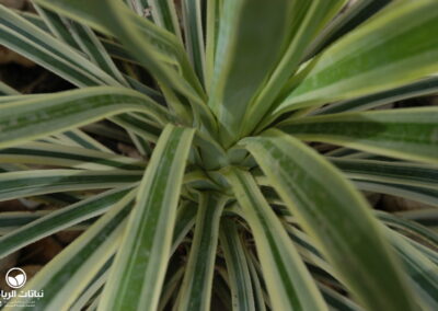 yucca-aloifolia-variegata08